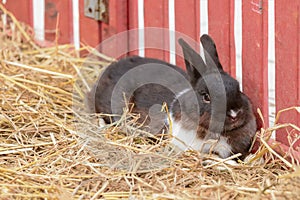 Brown & white rabbit sitting on dry grass