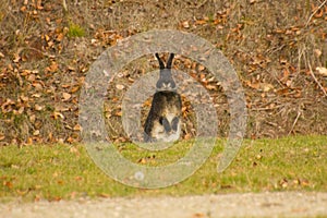 Brown and white rabbit sitting on the ground