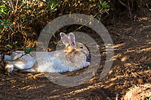 Brown and white rabbit  sleep on grass