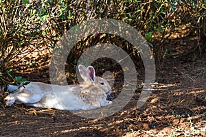 Brown and white rabbit  sleep on grass