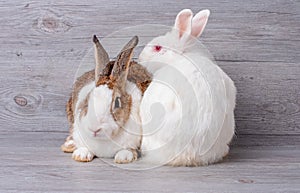 Brown and white rabbit stay with white rabbit on gray wooden pattern background