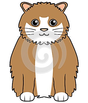 Brown and white ragamuffin cat