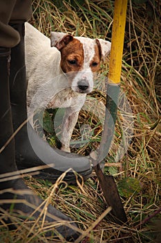 Brown and white ratting jack russell terrier by spade and wellie photo