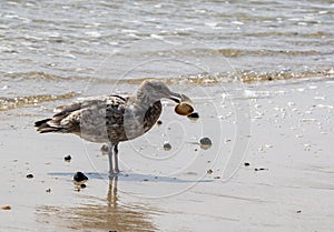 Brown and white seagull standing at the waters edge with a clam shell in its beak