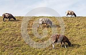 Brown and white sheep grazing on a dike.