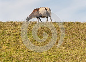 Brown and white sheep grazing on top of a dike.