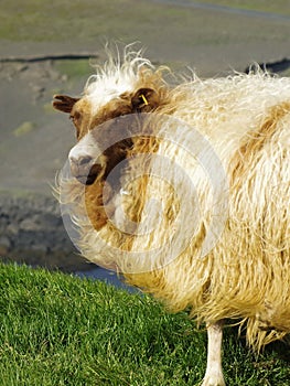 Brown and white sheep in Icelandic landscape