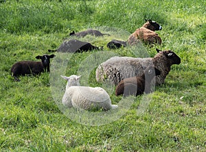 Brown and white sheep lying in the grass