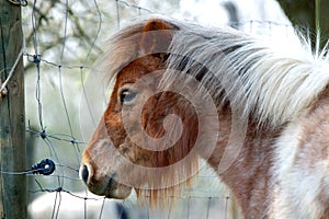 Brown White Shetland Pony