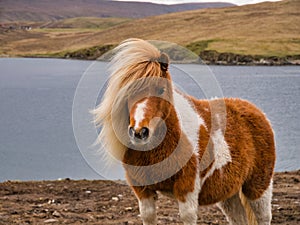 A brown and white Shetland pony on open coastal  moorland in Shetland, UK