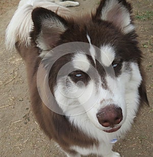 Brown and White Siberian Husky