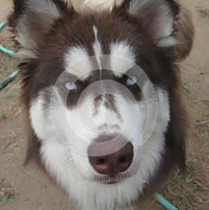 Brown and White Siberian Husky