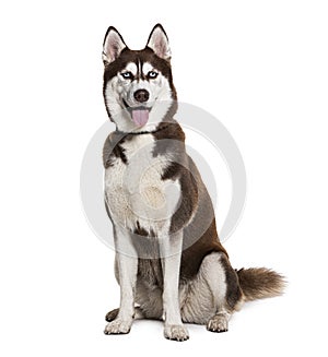 Brown and white Siberian husky wearing a collar, isolated on white