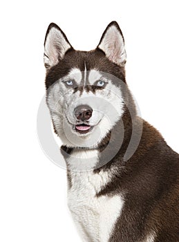 Brown and white Siberian husky wearing a collar, isolated on white