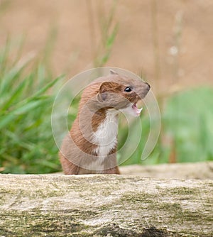 Brown and White Snarling Weasel