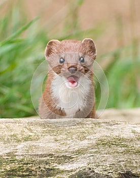 Brown and White Snarling Weasel