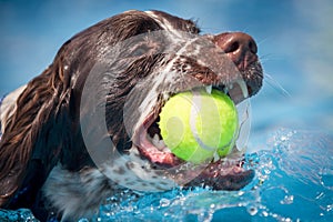 Brown and White Spaniel dog swimming through clear blue water with a yellow tennis ball in their mouth.