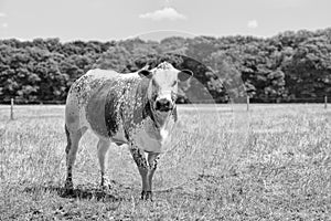 Brown/white spotted Cholistani bull in a field with forest edge on the background
