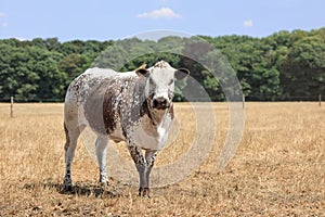 Brown/white spotted Cholistani bull in a field with forest edge on the background