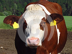 Brown-white spotted cow, close up of cow head. farming, cattle breading, countryside,