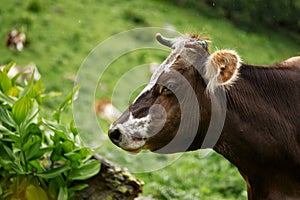 Brown and white spotted cow close up portrat at green background. Cow looks at camera