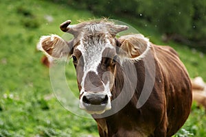 Brown and white spotted cow close up portrat at green background. Cow looks at camera