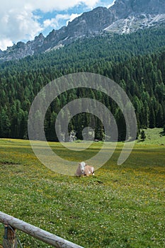 Brown and White Spotted Cow Pasturing in Grazing Lands: Italian