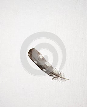 Brown and White Spotted Feather on White Linen Background