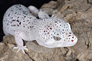 Brown and White Spotted Leopard Gecko