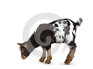 Brown white spotted pygmy baby goat on white background