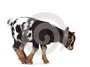 Brown white spotted pygmy baby goat on white background