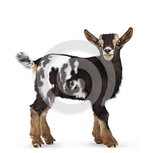 Brown white spotted pygmy baby goat on white background