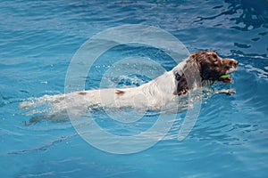 Spaniel swimming in clear blue water