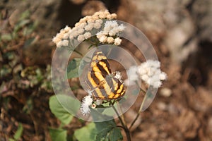 A Brown and White Striped Butterfly on a Flower