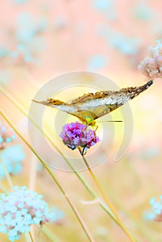 A brown and white striped butterfly sucks nectar from a Verbena flower