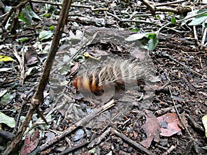 Brown and white striped hairy caterpillar on foliage ground in Swaziland