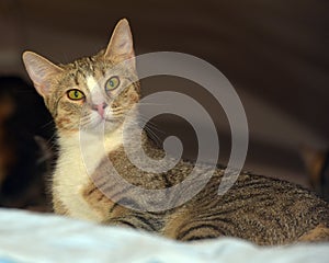 Brown and white tabby cat