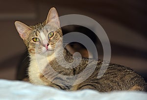 Brown and white tabby cat