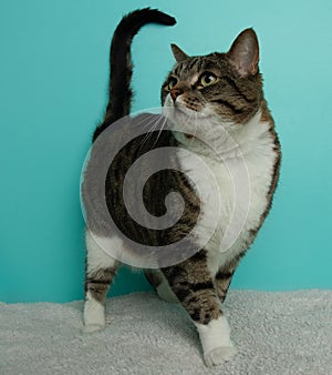 brown and white tabby kitty cat with green eyes standing up portrait