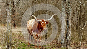 Brown and white Texas Longhorn beef cattle cow chewing the cud