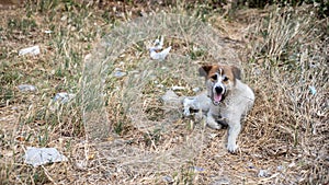 A brown and white Thai dog is lying sick on the ground