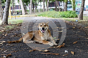 Brown and white thin vagrant dog closeup on blur road background