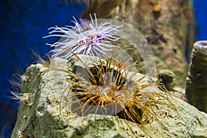 Brown with white tube dwelling sea anemone in a rock, marine life background