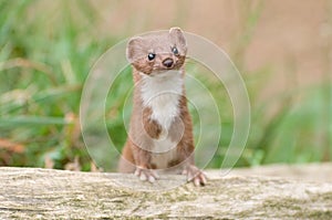 Brown and White Weasel