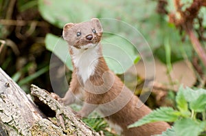 Brown and White Weasel