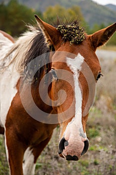 Brown and white wild horse close up