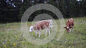 Brown and white young cows on meadow. Countryside lifestyle, beautiful landscape with cattle on pasture. Modern farm