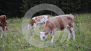 Brown and white young cows on meadow. Countryside lifestyle, beautiful landscape with cattle on the pasture. Modern farm