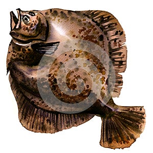 Brown whole raw turbot fish, plaice, flatfish, fresh flounder, isolated, watercolor illustration on white photo