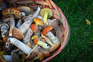 Brown wicker basket with different boletes on the green grass